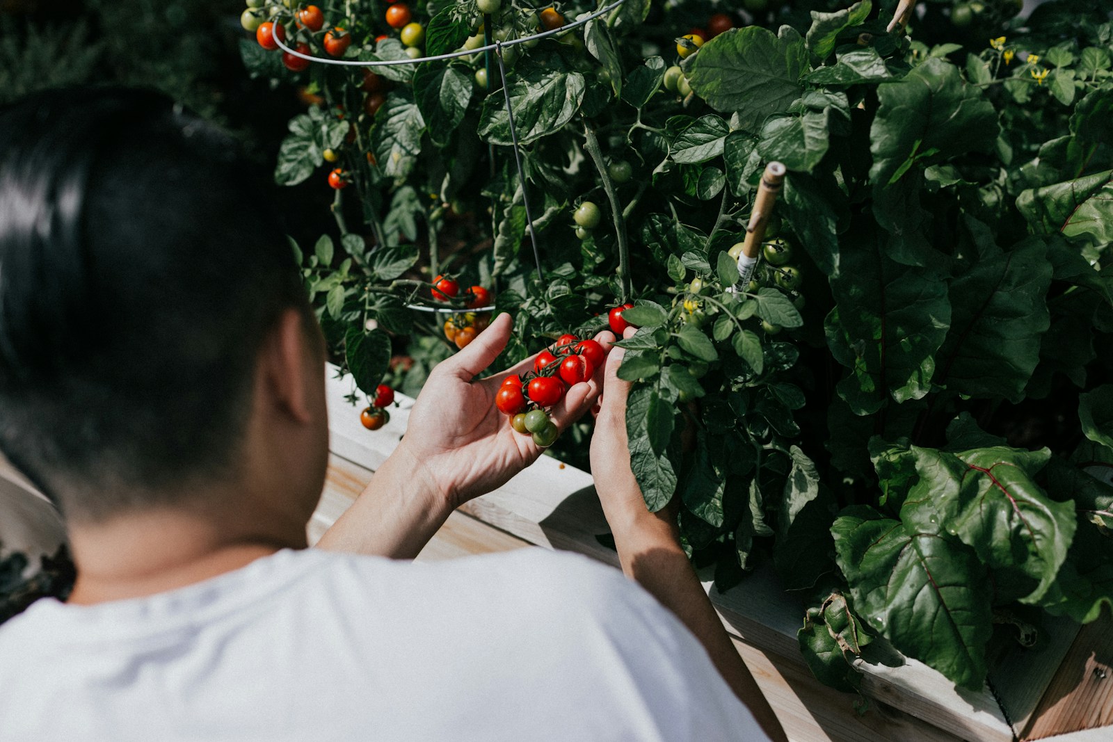 person holding red round fruits, farm